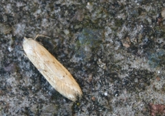 Blastobasis lacticolella