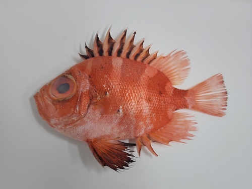 Japanese bigeye (Pristigenys niphonia) — Priacanthidae