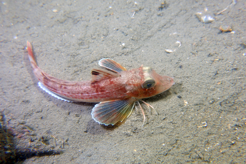 Grey gurnard