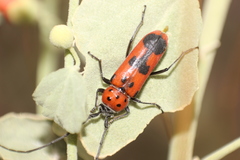 Tylosis maculatus