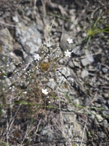 Minuartia setacea, photograph 1