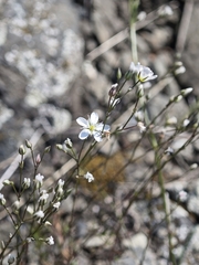 Minuartia setacea, photograph author not stated, no rights reserved