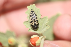 Acmaeodera maculifera