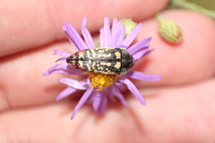 Acmaeodera disjuncta