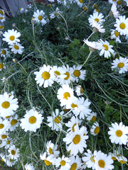 Anthemis punctata