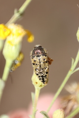 Acmaeodera maculifera