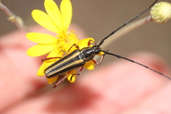 Sphaenothecus bilineatus