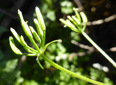 Anthriscus cerefolium