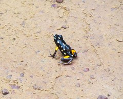 Brazil-Nut Poison Frog photo 5