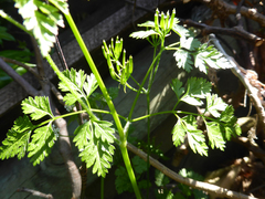 Anthriscus cerefolium