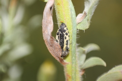 Acmaeodera scalaris