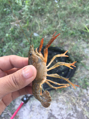 Procambarus clarkii