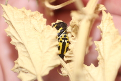 Acmaeodera scalaris