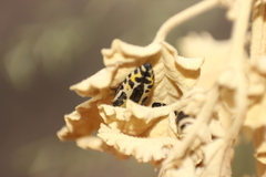 Acmaeodera scalaris