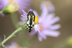 Acmaeodera scalaris