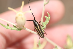 Sphaenothecus bilineatus