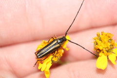 Sphaenothecus bilineatus