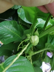 Passiflora quadrangularis