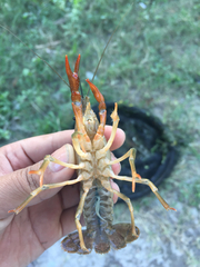 Procambarus clarkii