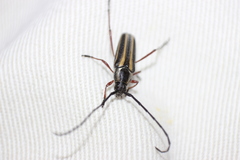 Sphaenothecus bilineatus