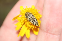 Acmaeodera maculifera