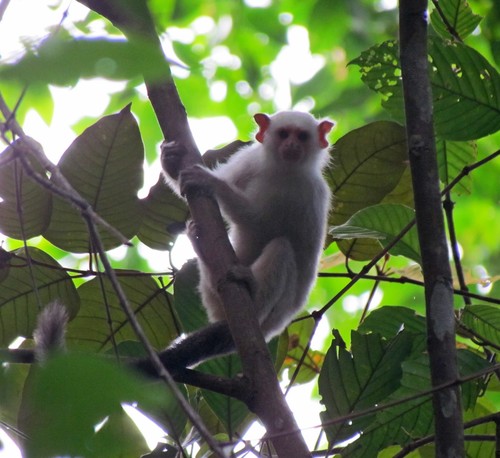Silvery Marmoset