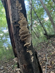 Cerrenaceae