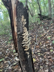 Cerrenaceae