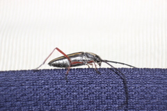 Sphaenothecus bilineatus