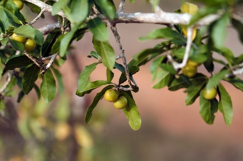 Hugonia orientalis (Hugonia orientalis)