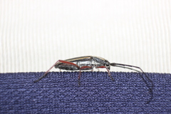 Sphaenothecus bilineatus