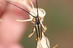 Sphaenothecus bilineatus