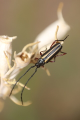 Sphaenothecus bilineatus