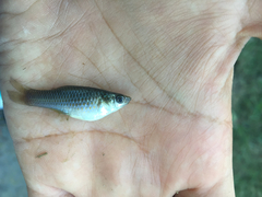 Poecilia mexicana limantouri
