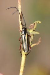 Sphaenothecus bilineatus
