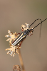 Sphaenothecus bilineatus