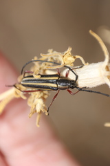 Sphaenothecus bilineatus