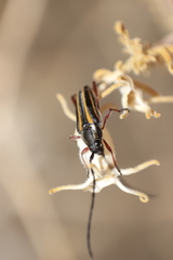 Sphaenothecus bilineatus