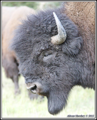 Bison bison athabascae