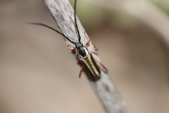 Sphaenothecus bilineatus