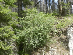 Acer glabrum