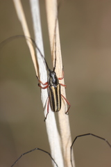 Sphaenothecus bilineatus