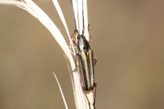 Sphaenothecus bilineatus