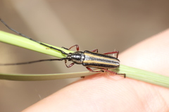 Sphaenothecus bilineatus