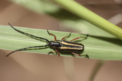 Sphaenothecus bilineatus
