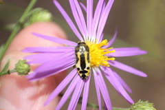 Acmaeodera scalaris