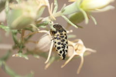 Acmaeodera maculifera