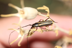 Sphaenothecus bilineatus