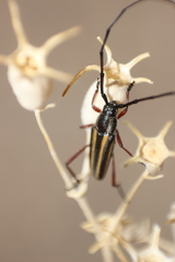 Sphaenothecus bilineatus