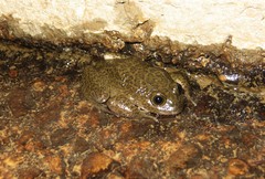 Telmatobius hintoni